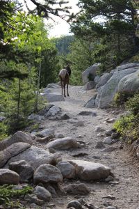 An Elk in the Trail